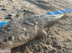 マゴチの釣果