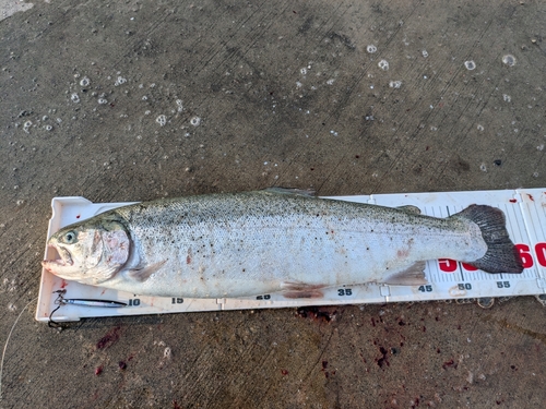 トラウトの釣果