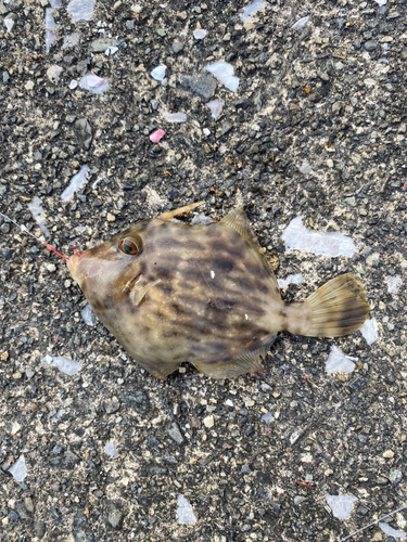 カワハギの釣果