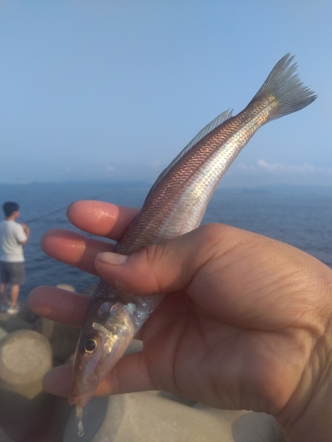 ブリの釣果