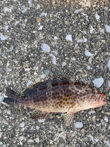 オオモンハタの釣果