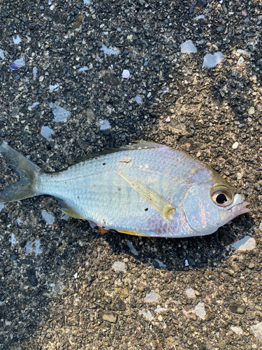 ダイミョウサギの釣果