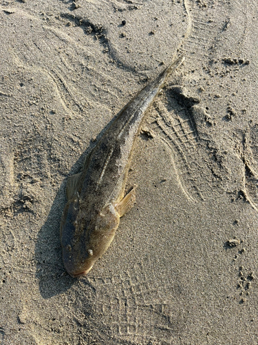 マゴチの釣果