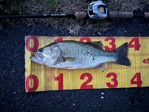 ラージマウスバスの釣果