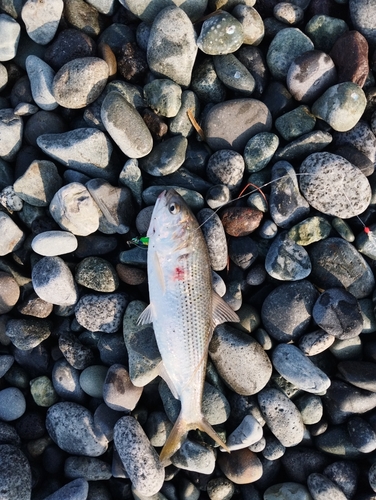 コノシロの釣果