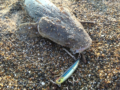 マゴチの釣果