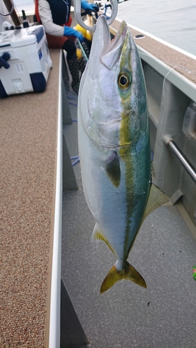 ハマチの釣果