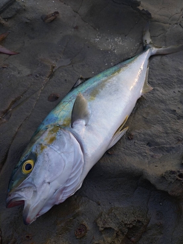 ヒラマサの釣果