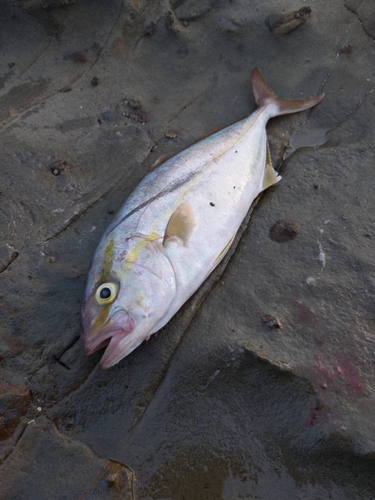 シオの釣果