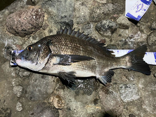 チヌの釣果