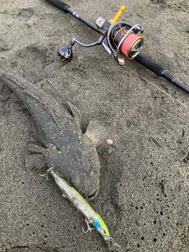 マゴチの釣果