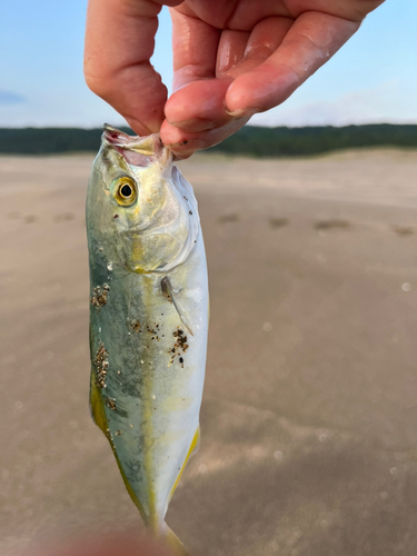 ショゴの釣果