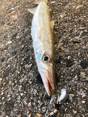 カマスの釣果