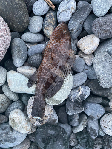 オオモンハタの釣果