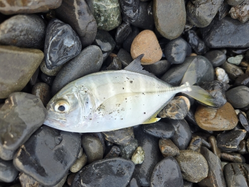 メッキの釣果