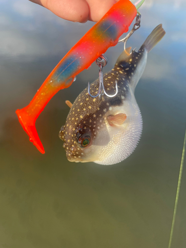 フグの釣果