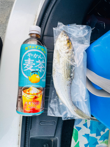 コノシロの釣果