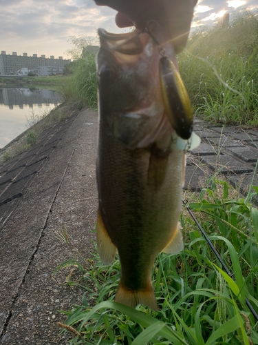 ラージマウスバスの釣果