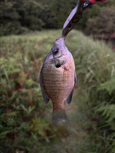 ブルーギルの釣果