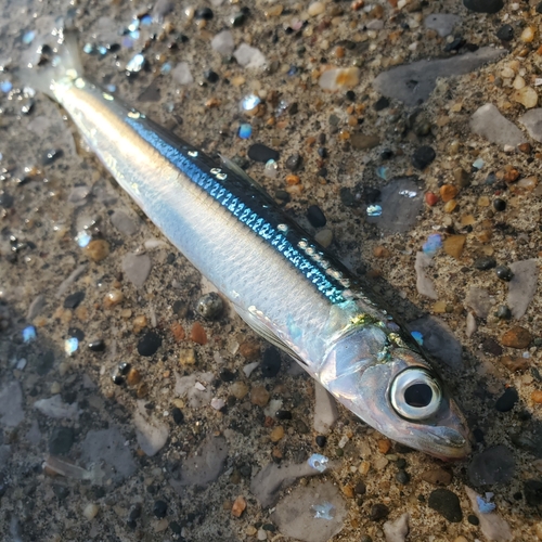 ウルメイワシの釣果