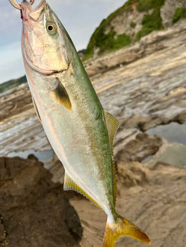 イナダの釣果