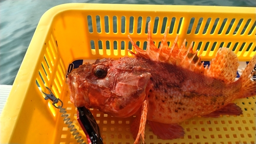 オニカサゴの釣果