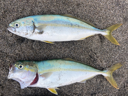 ワカシの釣果