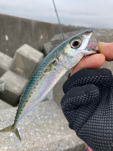 サバの釣果