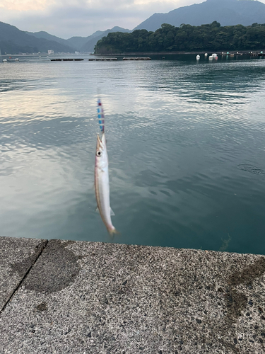 ヤマトカマスの釣果