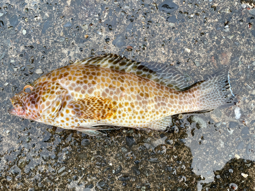 オオモンハタの釣果