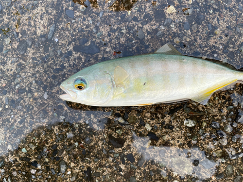 ワカシの釣果