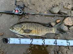 スモールマウスバスの釣果