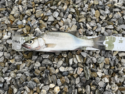 ニベの釣果