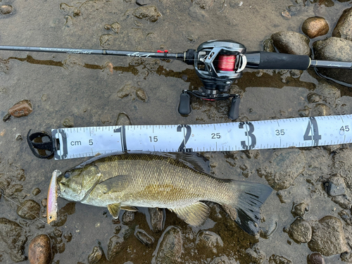 スモールマウスバスの釣果