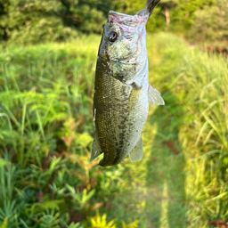 ブラックバス