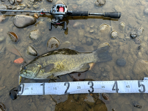 スモールマウスバスの釣果