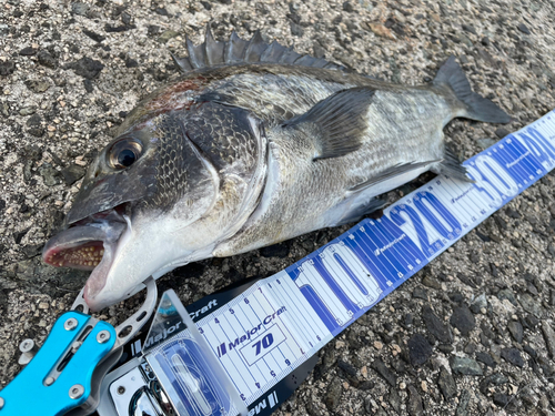 クロダイの釣果