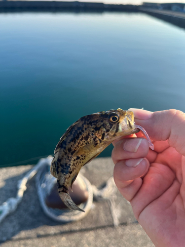 ショゴの釣果