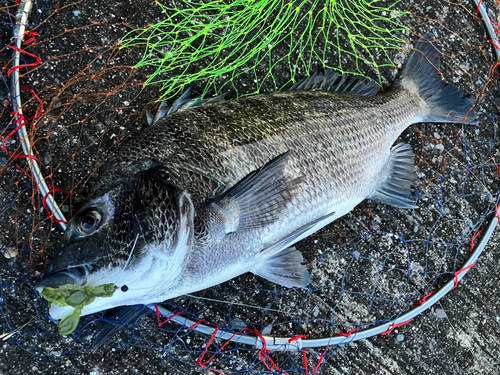 チヌの釣果