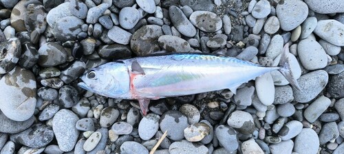 ソウダガツオの釣果