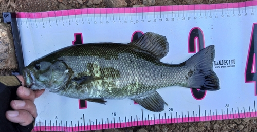 スモールマウスバスの釣果