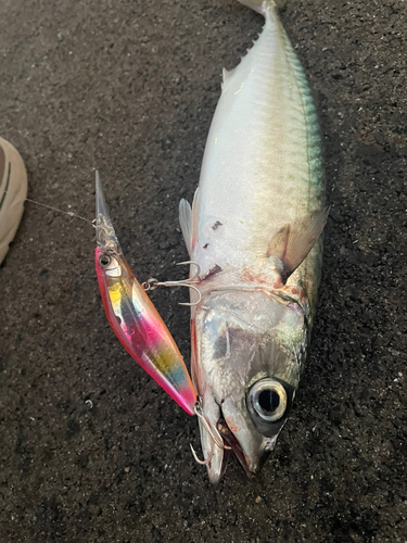 サバの釣果