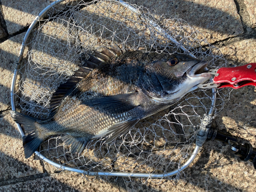 クロダイの釣果