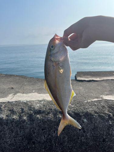 ショゴの釣果