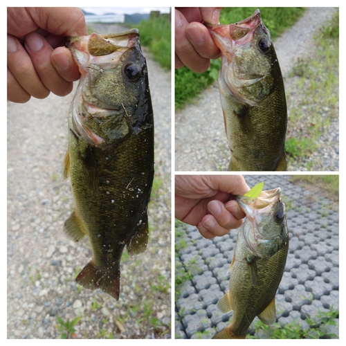 ブラックバスの釣果