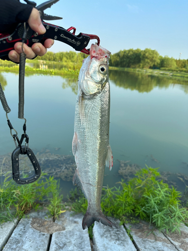 釣果