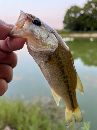 ラージマウスバスの釣果