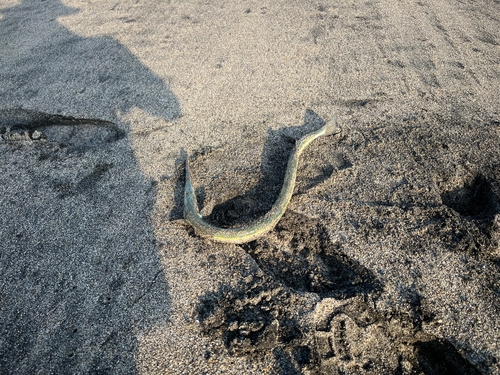 タチウオの釣果