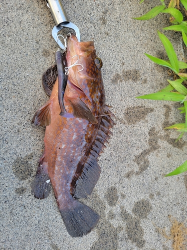 アコウの釣果