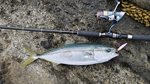 ハマチの釣果